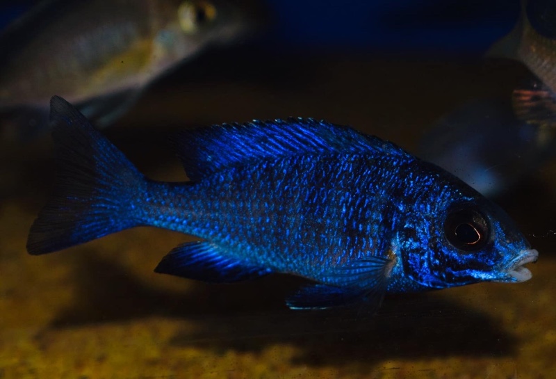 Placidochromis phenochilus 'Mdoka Reef'